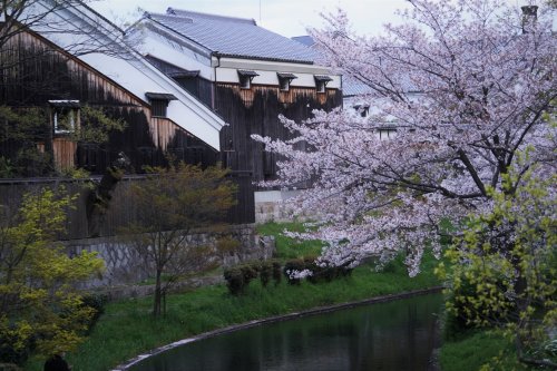 伏見の桜