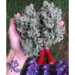 shesmokesjoints:  Trimmed up some Durple and this Sno Cap the other day :) 😁🙌