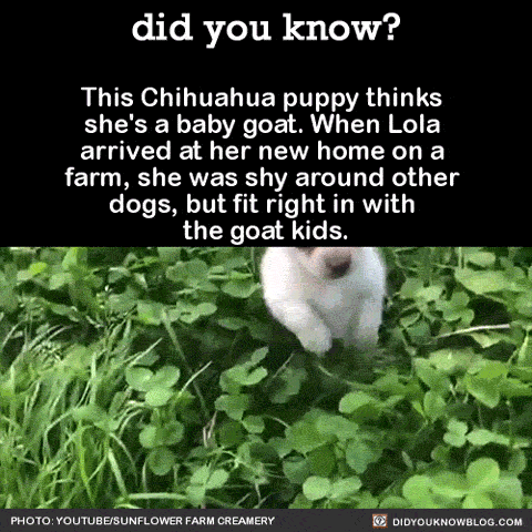 ojitos-morenos:  kindleln:  did-you-kno:  did-you-kno:   Source  Happy National Puppy