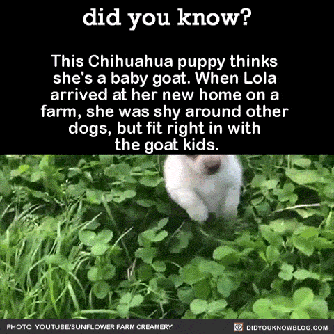 did-you-kno:  did-you-kno:  Source  Happy National Puppy Day!!!  Get licked. 