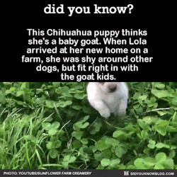 ojitos-morenos:  kindleln:  did-you-kno:  did-you-kno:   Source  Happy National Puppy Day!!!  Get licked.  @babygoatsandfriends  If this chihuahua isn’t me… 