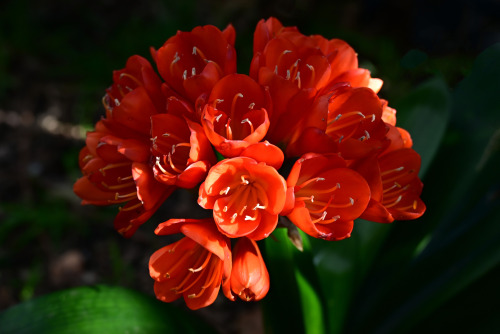 nobodysperfect2133:Shades of red - an Australian garden in spring