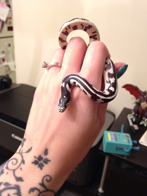 stringmouse:  Lydia is getting so big! My long baby!   THIS MAKES ME SO EXCITED! I WAS FINALLY ABLE TO GET MY NANA TO AGREE TO LET ME HAVE A SNAKE AS LONG AS ITS A SMALL ONE THAT CAN’T EAT HER TINY DOG! I WANT ONE SO MUCH!!