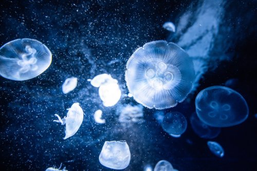 Jellyfish tunnel in Ikebukuro Tokyo (photos from)