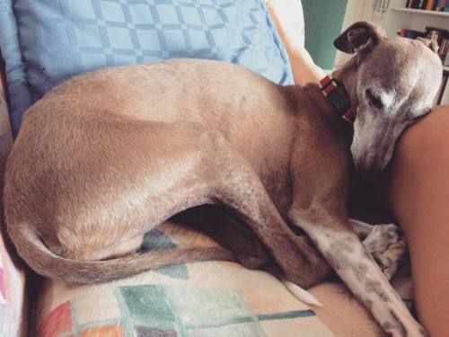 Happy, sleepy Coda #italiangreyhound #igstagram #dog #puppy #sydney #waterloo #home