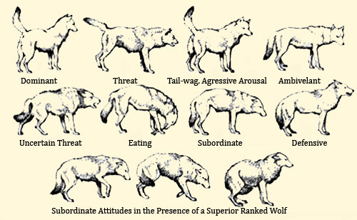 neko-shenangians:Found this and this is soo helpful for the scene I’m doing.