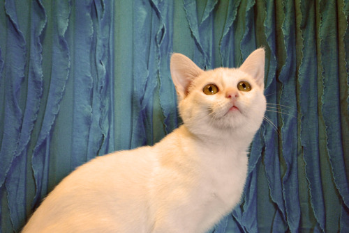 Find out more about Bethany at Animal Rescue Center!