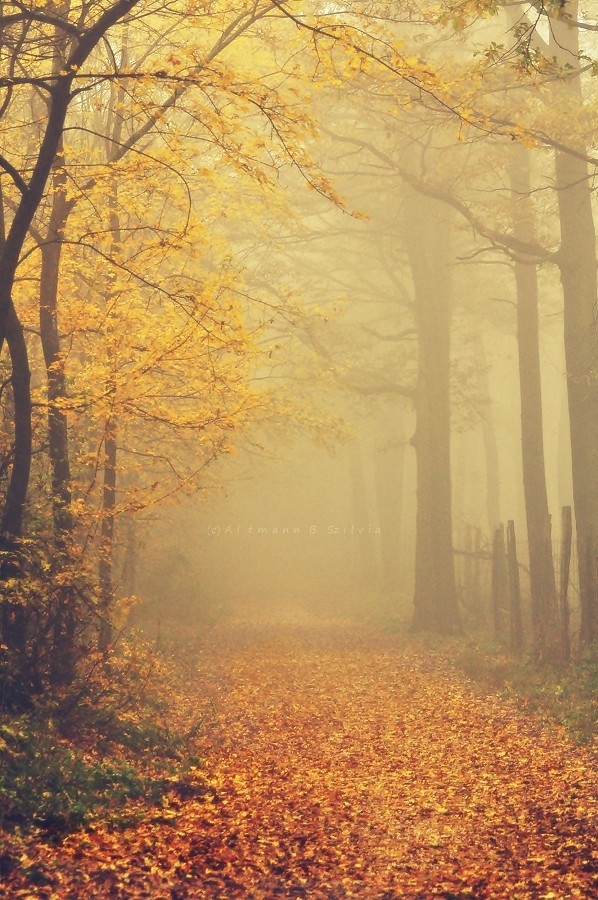 radivs:  Autumn Forest by Szilvia Altmann