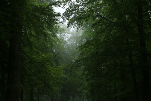 90377: A foggy day at the local forest by 90377Instagram | Etsy Shop