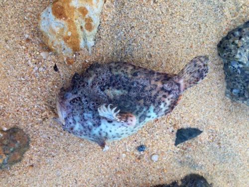 Spotted-tail Frogfish (Lophiocharon trisignatus)
Pasir Ris, 28th February 2015
This Spotted-tail Frogfish was found by Sean Yap, who shared a photo on Facebook. It was one of the many casualties of yet another fish mass mortality event that may have...