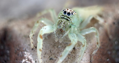 spiders-spiders-spiders:Mopsus mormon by Graham Wise on Flickr