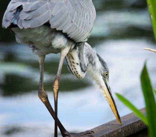 Sneaky sneaky heron This dapper gentleman of a grey Heron fishing on the walk home ...#heron