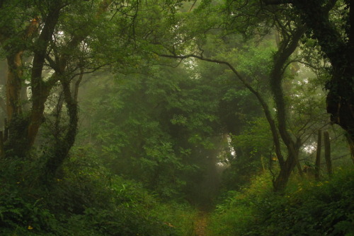 buron: Bathed in September Mist (4) ©buron - september ‘13