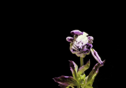 madness-strange-ideas:FLOWERS