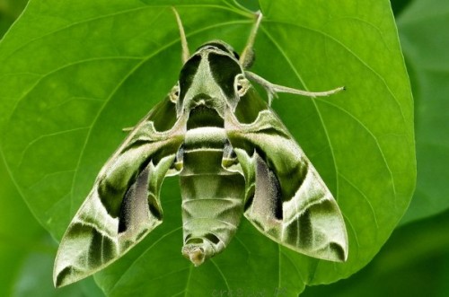 Daphnis nerii, known as the Oleander Hawk-moth Or Army Green Moth