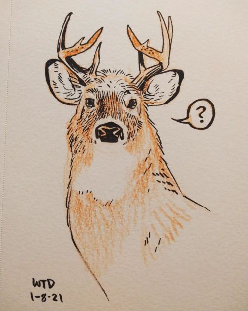 Sketchbook photo #study of a #whitetaileddeer from a few days back. Drawing mammals is an interestin