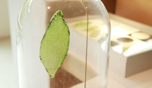 kisslaughanddream: sixpenceee: A graduate student has created the first man-made biological leaf. It