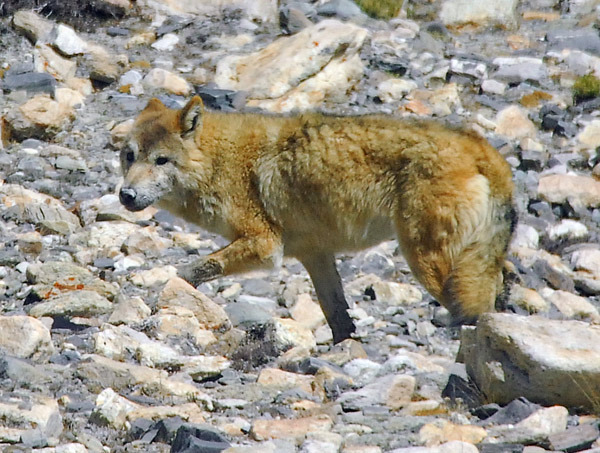 Gray wolf subspecies