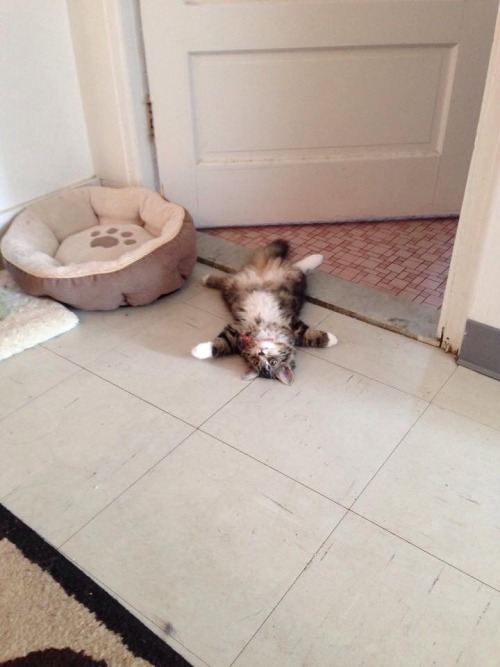 awwww-cute:  And