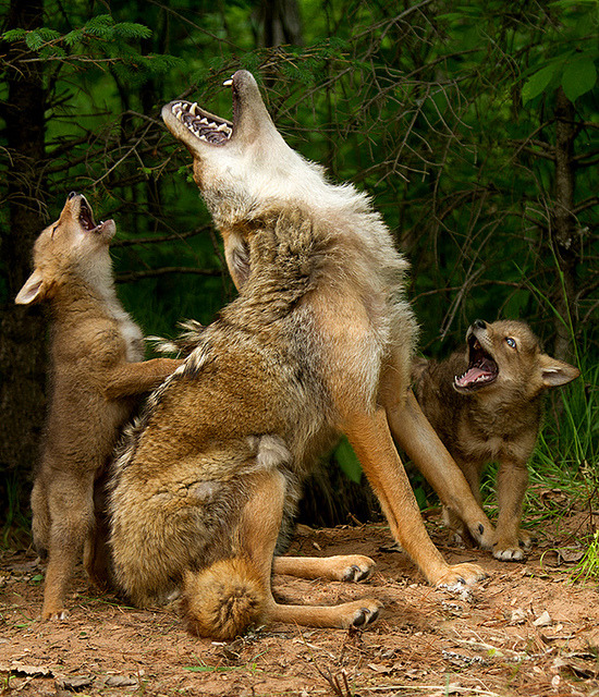 daddy-irish:  tulipnight:  Howling lesson by debbie_dicarlo on Flickr.  Just like