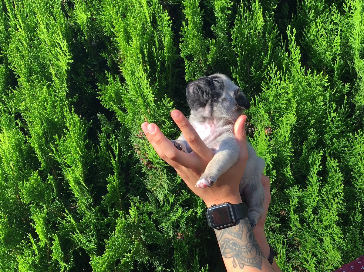 babyanimalgifs:  via @kvxp_