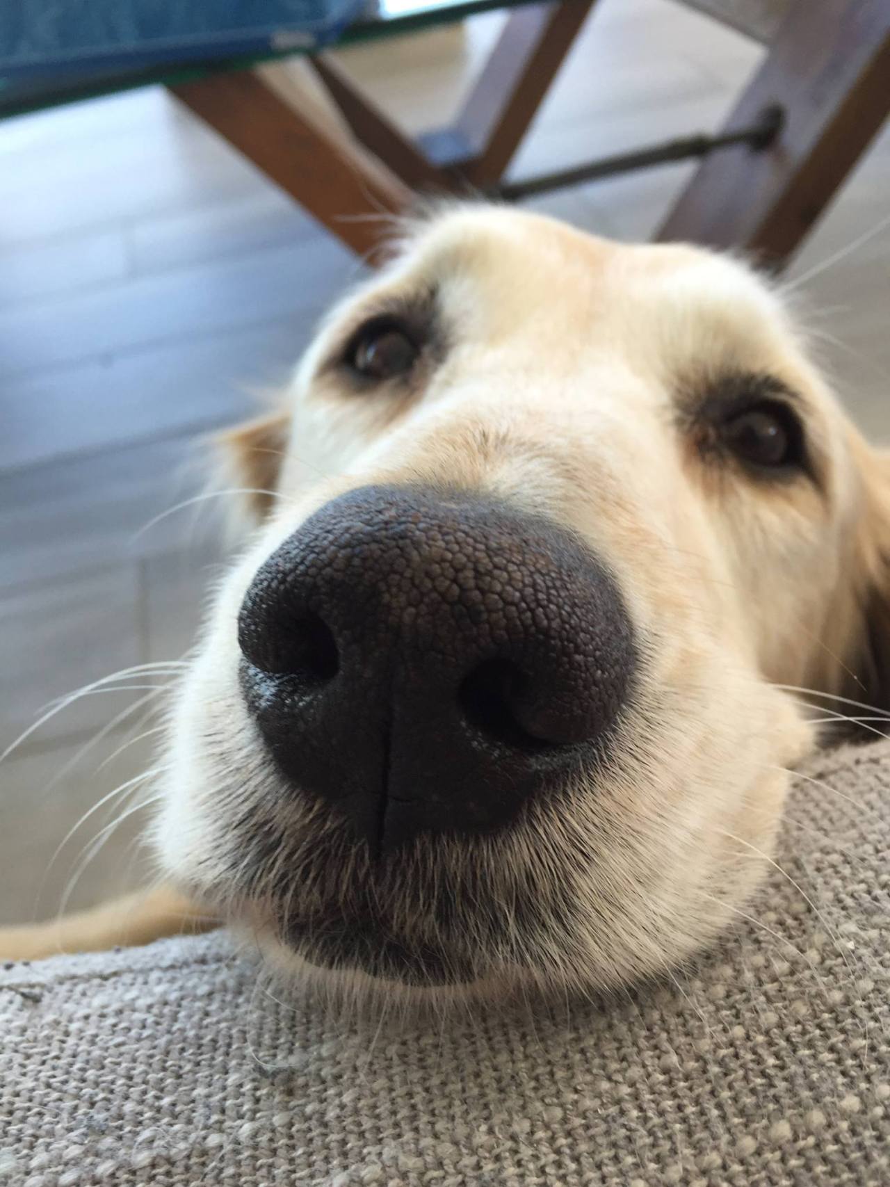 awwww-cute:  That look when you know they love you (Source: http://ift.tt/1oBicjI)