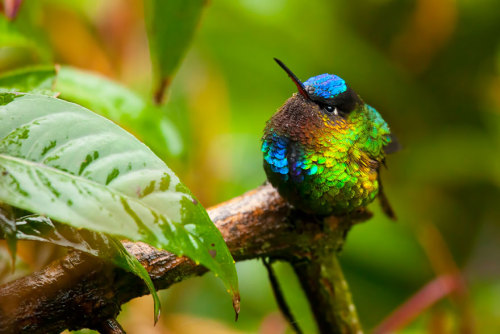 Porn Pics cross-connect:    Vivid Hummingbird Close-ups