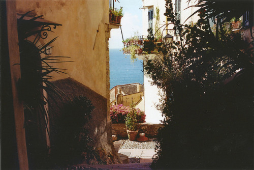 floralls:Cervo,Italy by Federica Capace