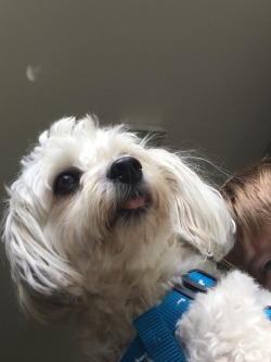 Might I add my lil Sophie blep to the doggo