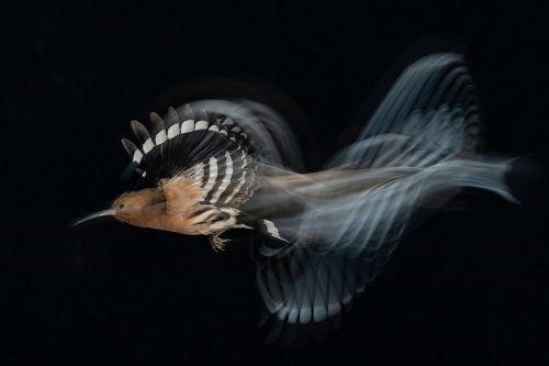 sitting-on-me-bum: “Hoopoe flight at low speed,” Common Hoopoe, Upupa epops. Israel.Category: Birds 