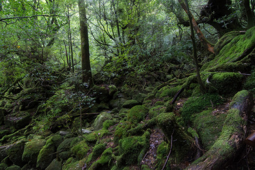 90377:Yakushima Island by sho0414 on Flickr.