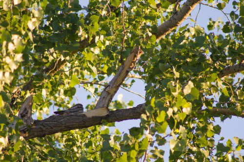 Common nighthawk