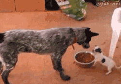 gifak-net:   Puppy Defends Food Bowl From Big Dog [video] 
