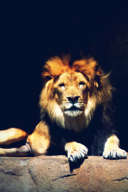 atraversso:  Lion  by mohammed kartoum  