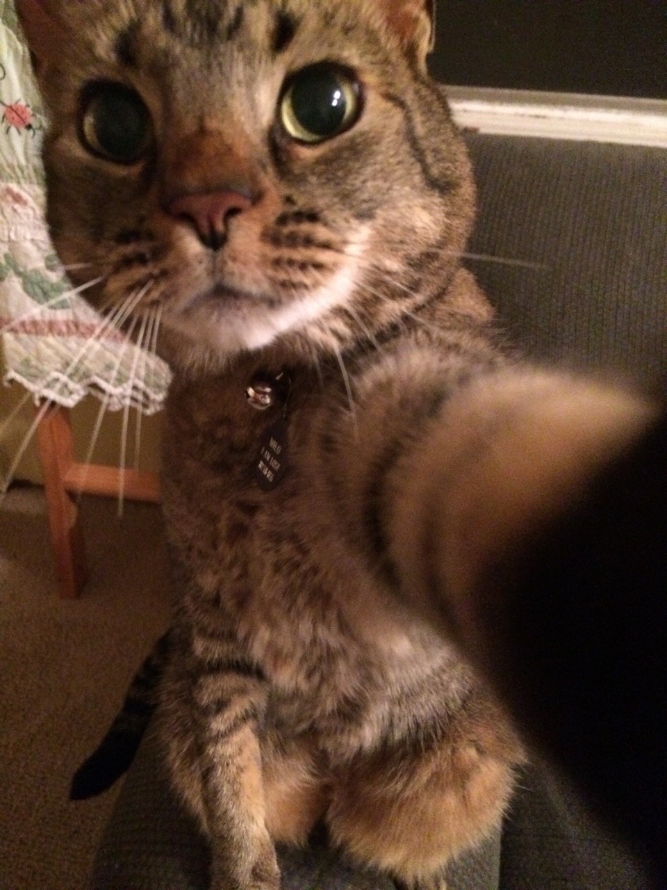 unflatteringcatselfies:  Humaine giv me phon, I take selfee.