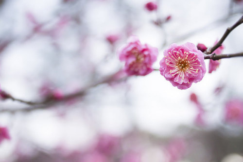 Ume on Flickr.紅梅　Japanese apricot