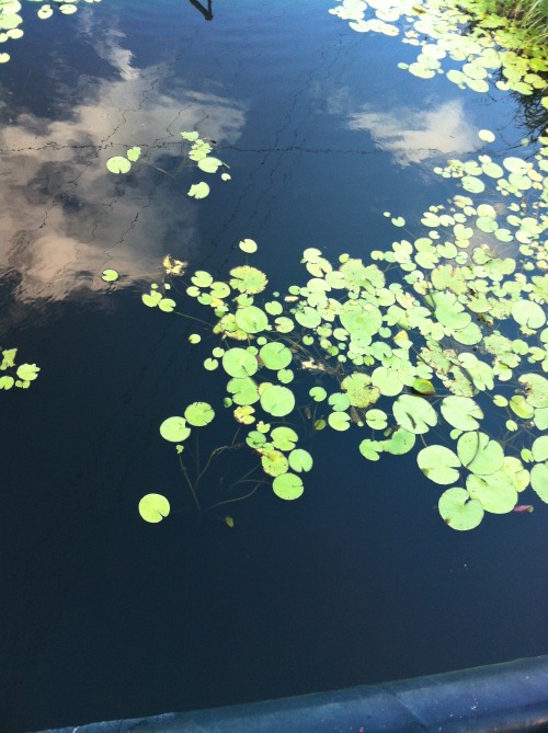 prvails:i love these lilypads a lot