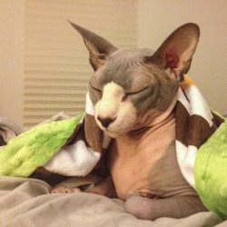 hairless-hugo:  Snuggle time with the Hugo 