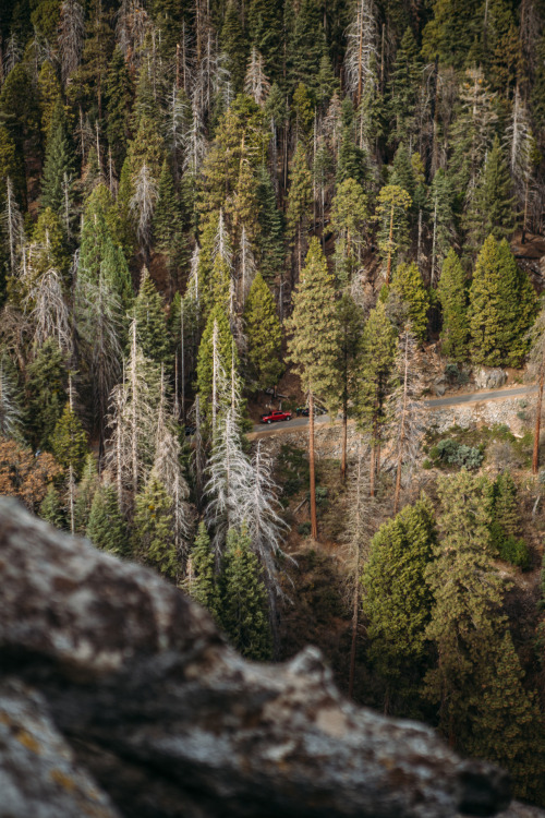 christophermfowler: Sequoia National Park, CA | November 2017