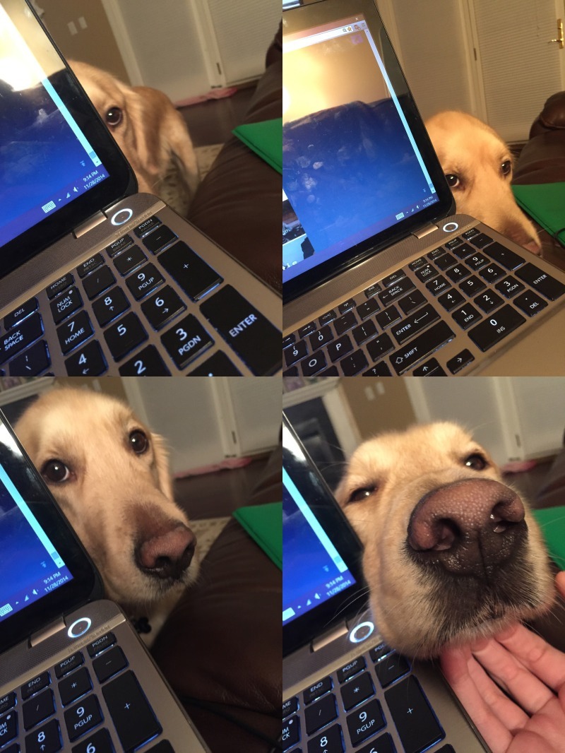 All dog breeds Are You Done With Work Yes Ok Pet Me Time all-dog-breeds-are-you-done-with-work-yes-ok-pet-me-time