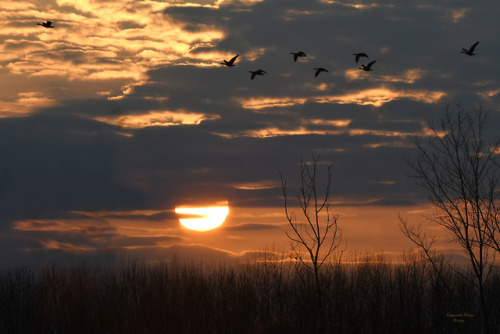 speakingofnature:Simple Pleasures: Hearing Wings Against the Wind at Sunrise