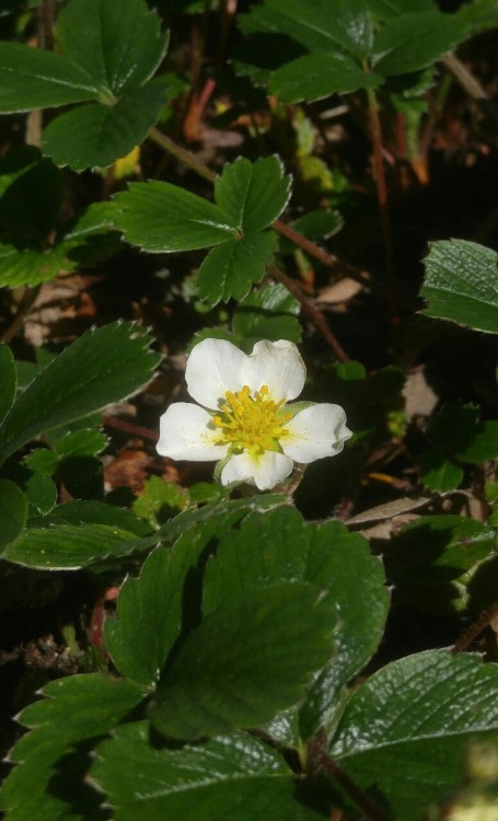 Fragaria chiloensis is in the family Rosaceae. Commonly known as beach strawberry, it is native to t
