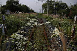 obsoleteillusion:  Wild flowers and other vegetation grow over a train line in the empty town of Namie, Fukushima 