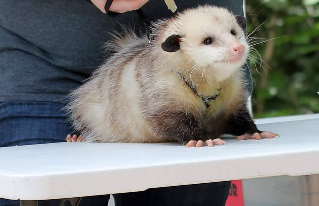 opossummypossum:  oldladycallowaysghost:  opossummypossum:  “Opossums are ugly”