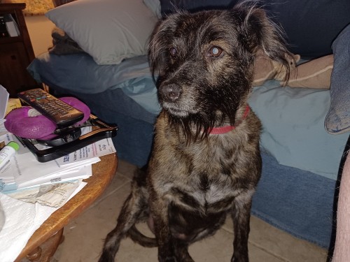 Sadie's 4th Gotcha Day