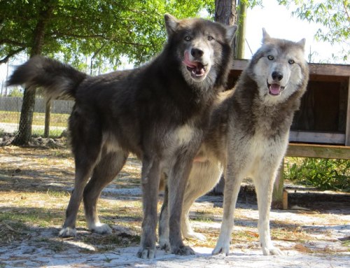 blue bay shepherd temperament