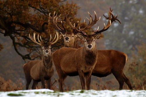 creatures-alive:  Red Deer - Family Portrait by George Wheelhouse