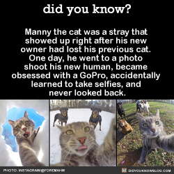 did-you-kno:  Manny the cat was a stray that showed up right after his new owner had lost his previous cat. One day, he went to a photo shoot his new human, became obsessed with a GoPro, accidentally learned to take selfies, and never looked back. WHAT’S