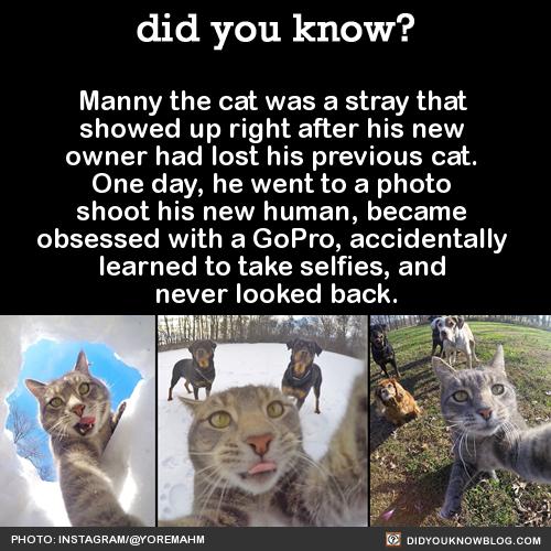 Porn Pics did-you-kno:  Manny the cat was a stray that