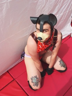 kato-pup:  fawn–prince:  folsom street fair 2015  I missed seeing you?! 😭 sad woof. 